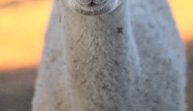 Alpaca Experience Tours at Spross Hollow Guest House